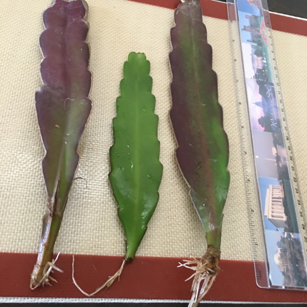 2 Cuttings Fragrance White Hookeri Epiphyllum orchid cactus (with roots) - Picture 3 of 7